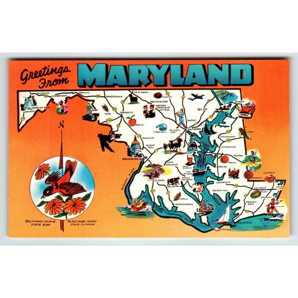 Postcard Greetings From Maryland Map Chrome Oriole Bird Black Eyed Susan Flower